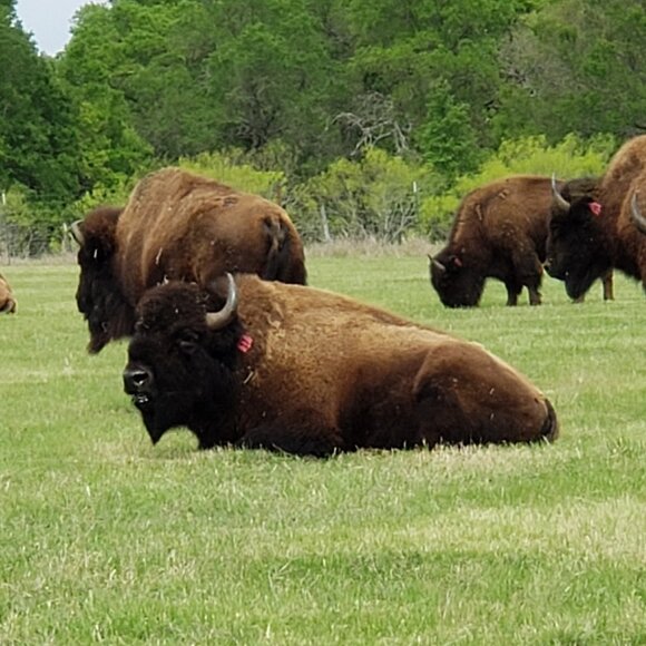 Welcome to my closet. I am open to bundle offers. - Picture 15 of 16